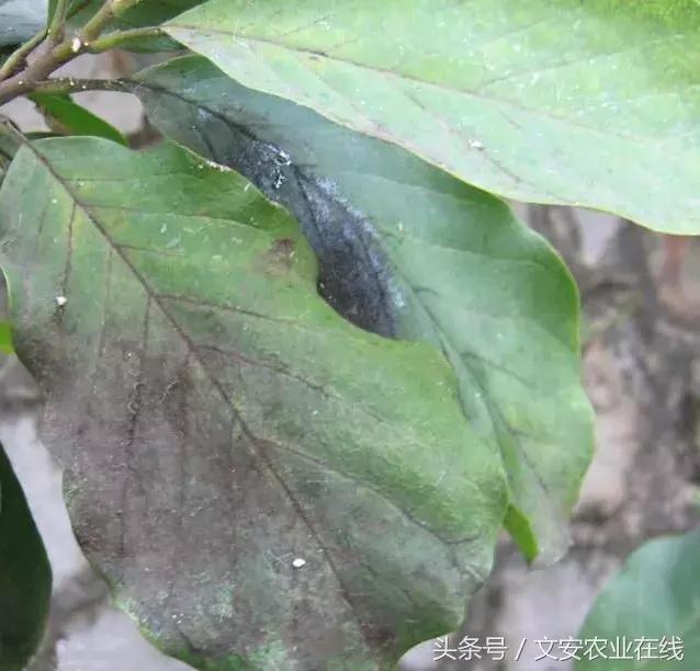 茄子的种植和管理及病虫害的防治,茄子蚜虫