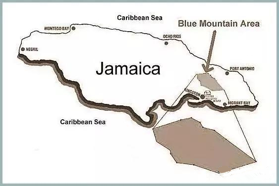 真正的咖啡是什么味道,蓝山咖啡提神效果好吗