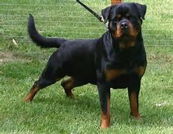 世界上智商最高的狗狗排名榜,智商最高的狗狗排名第一名