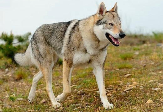 罗威纳犬和捷克狼犬哪种好,世界上最昂贵的狗品种