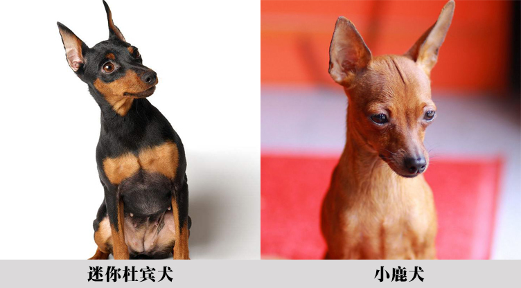 深度解读真假美猴王 (细节分辨真假美猴王)