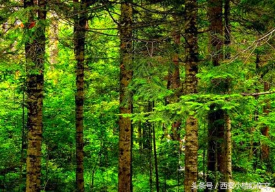 我国风景优美的地方作文三年级,三年级写一处美丽的风景作文技巧