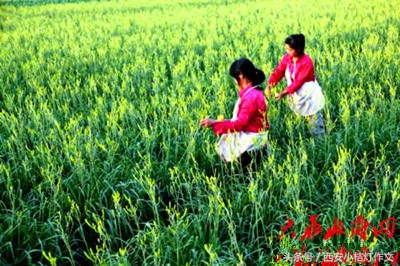 我国风景优美的地方作文三年级,三年级写一处美丽的风景作文技巧