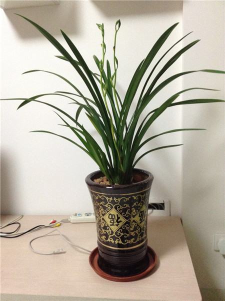 贵州省最名贵十种兰花,蕙兰最名贵十种兰花