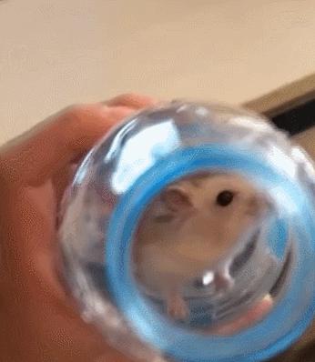 仓鼠缩成一团睡觉身子发抖,仓鼠缩着身体跑