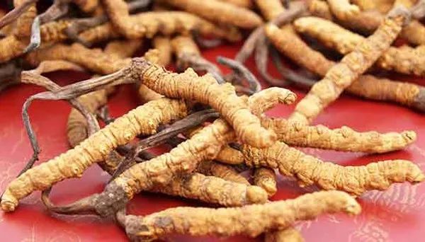 冬虫夏草养生酒的功效,冬虫夏草不抗癌