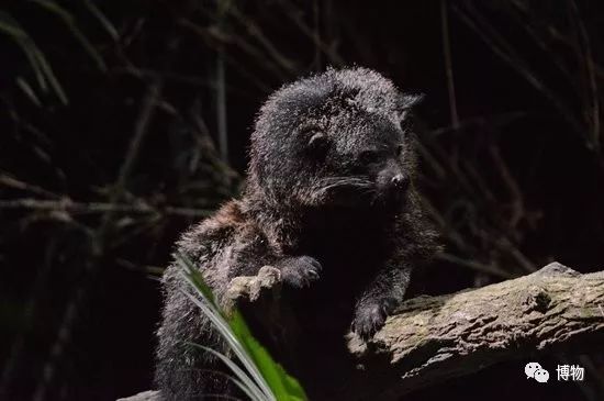 动物园哪家强,动物园排行榜