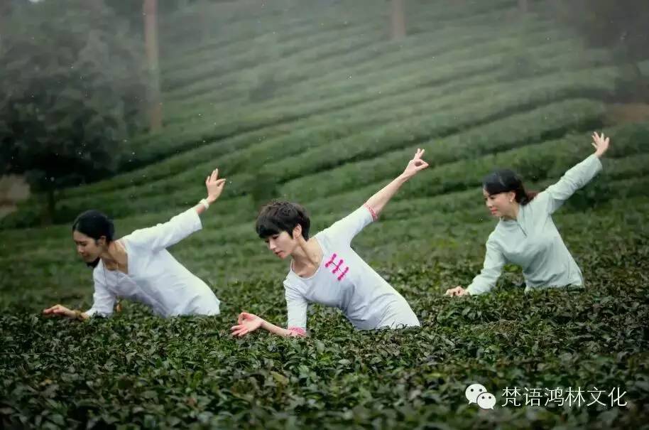 预告|2016年“东有龙井西有凤冈”茶文化节暨中国瑜伽大会将在凤冈举行