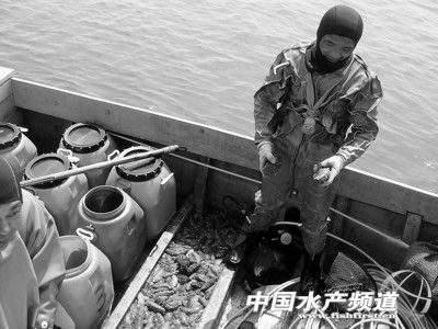 烟台海参行业,烟台海参受损