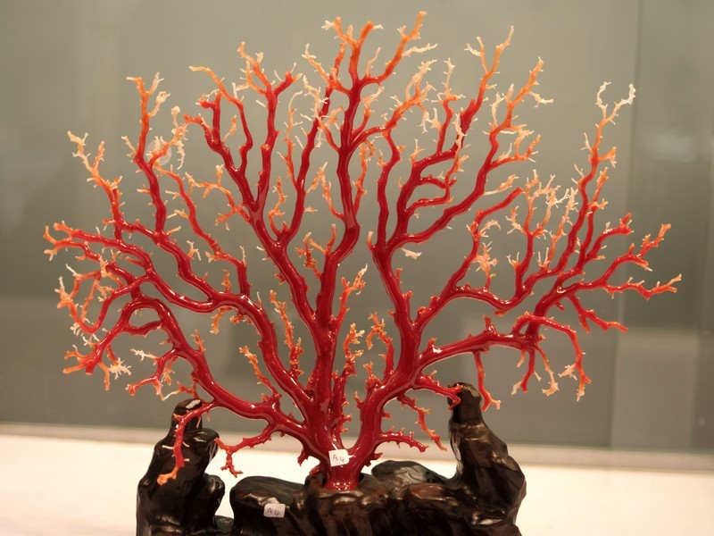 皇帝红珊瑚,祥瑞红珊瑚