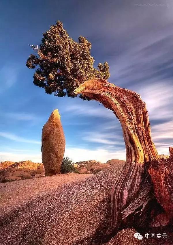 文人树盆景美不胜收,中国神奇的十大盆景