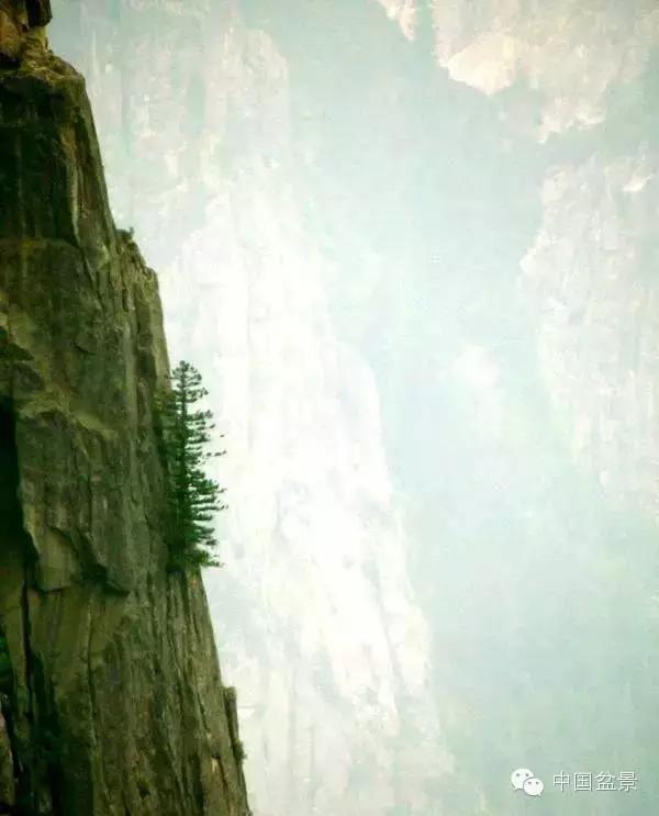 文人树盆景美不胜收,中国神奇的十大盆景