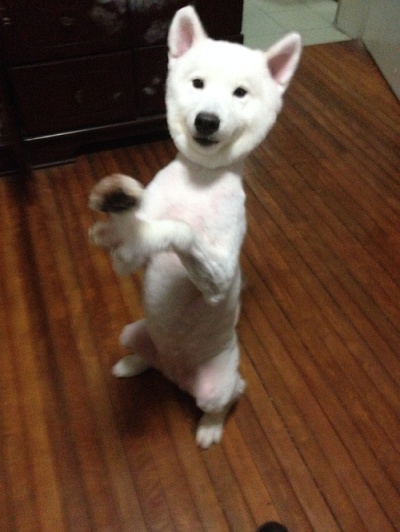 狗狗剃了毛毛后伤心没自信了，结果却因为这些原因重振威武