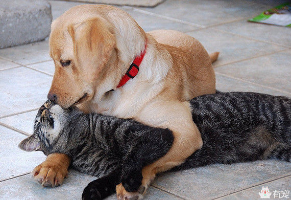 宠物之间的朋友圈 (朋友圈只晒宠物)