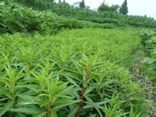 赶黄草全株茶,正品赶黄草泡水喝的正确方法