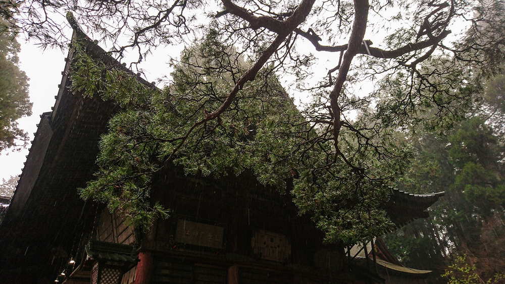 #与索尼为5#赏樱之旅之三：暴雨中方见机身防水之本色！