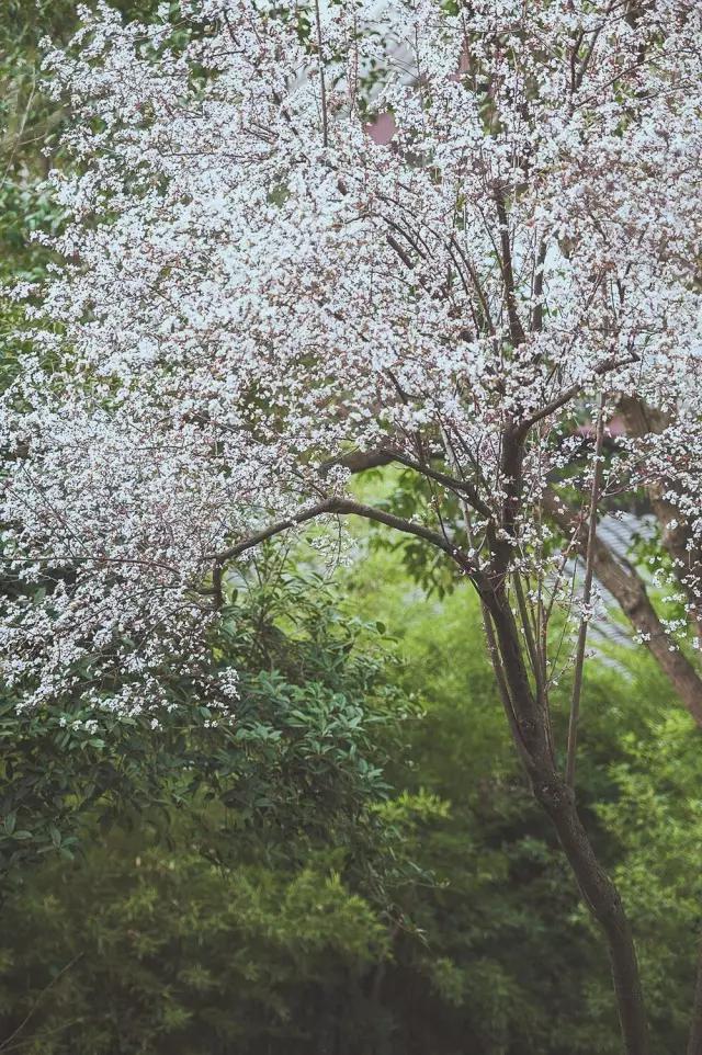 他在这里盖房子时，日本人还没学会唐风