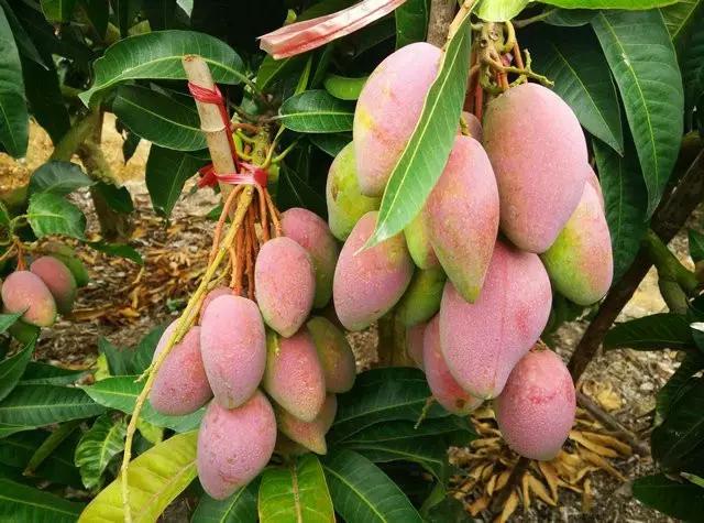 微商做水果能挣钱吗,微商水果前景如何