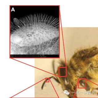 三分钟了解昆虫,昆虫怎样过冬科普视频