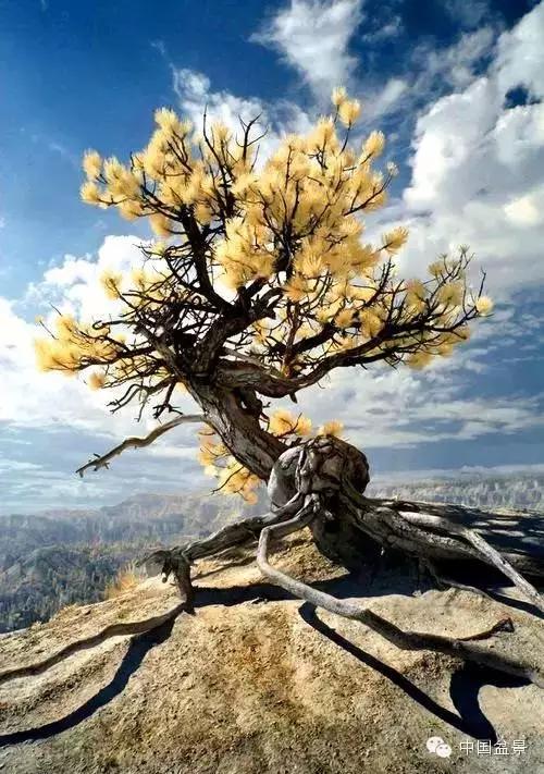 文人树盆景美不胜收,中国神奇的十大盆景