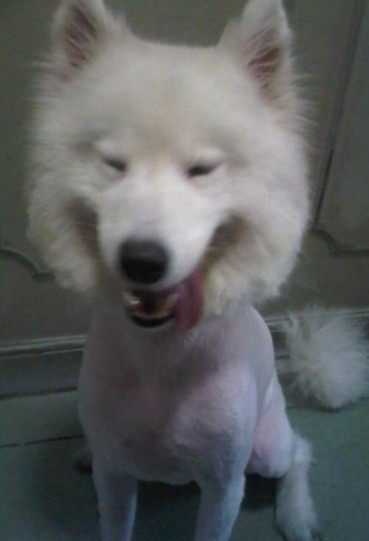 狗狗剃了毛毛后伤心没自信了，结果却因为这些原因重振威武