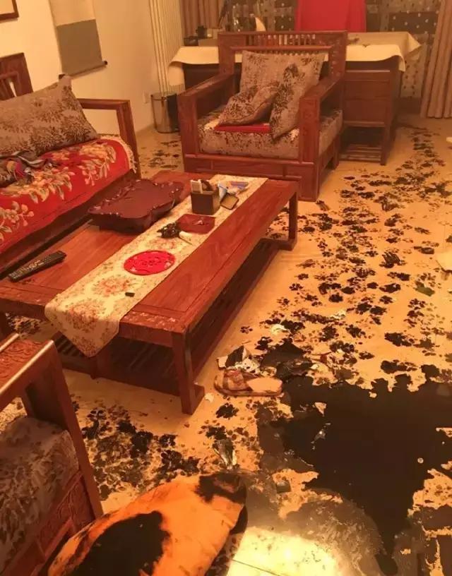 有一只文艺范的狗,一只很有神韵的狗