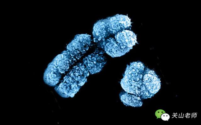 史上最权威，最科学，最准确识别胎儿性别的方法！