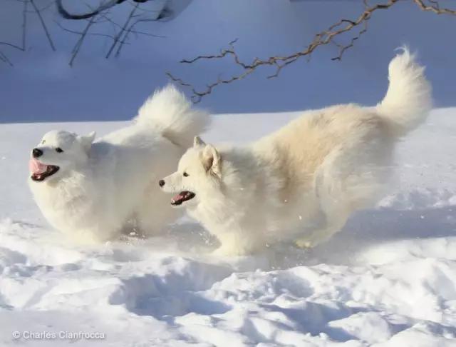 动物世界犬种-萨摩耶犬