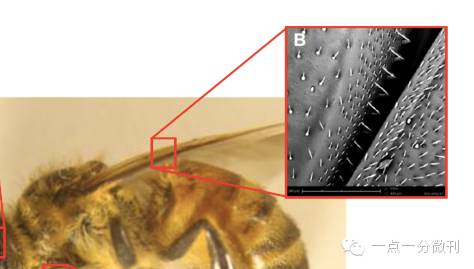 三分钟了解昆虫,昆虫怎样过冬科普视频