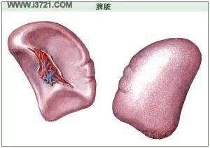 如果把脾脏切了以后会注意什么,脾脏大一定要切吗
