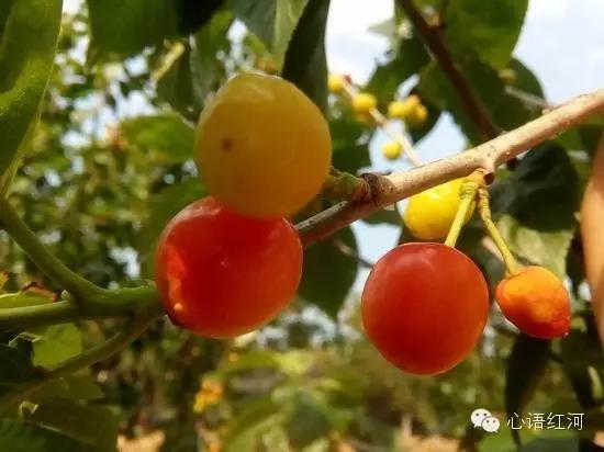 莲花山17km徒步,徒步羊草山