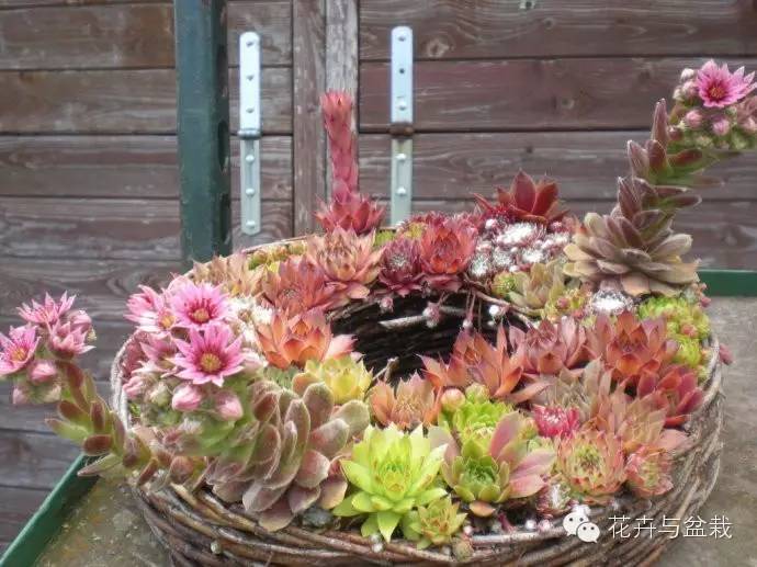 有一种植物叫长生草,长生草开花就死亡吗