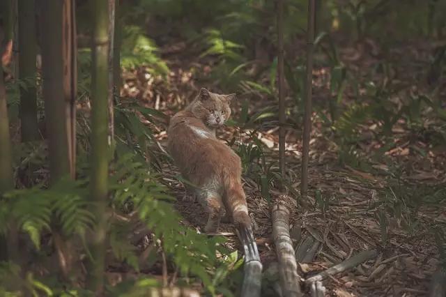 他在这里盖房子时，日本人还没学会唐风