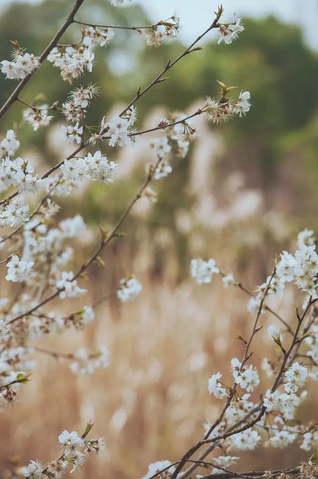 他在这里盖房子时，日本人还没学会唐风