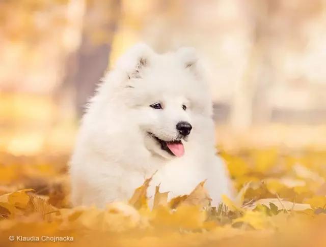 动物世界犬种-萨摩耶犬