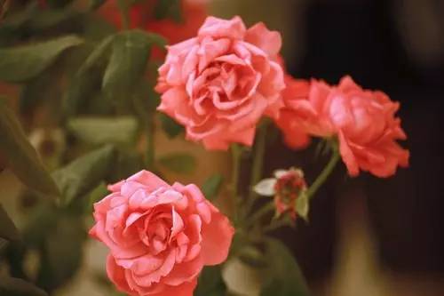 photoshop照片处理技巧,photoshop处理照片的基本技巧