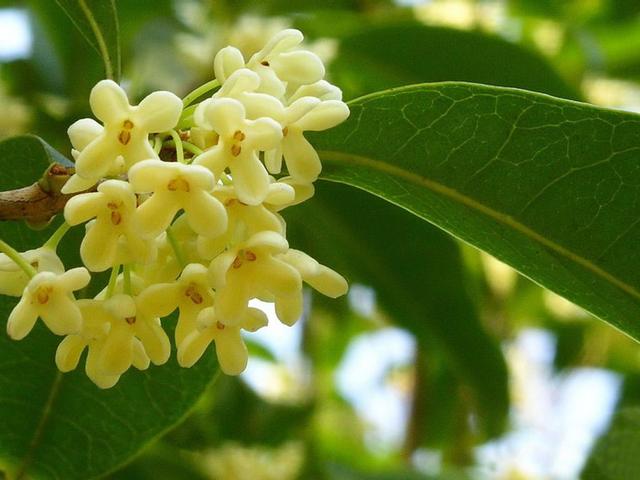 中国各城市市花图片简介,各个城市的市花有哪些