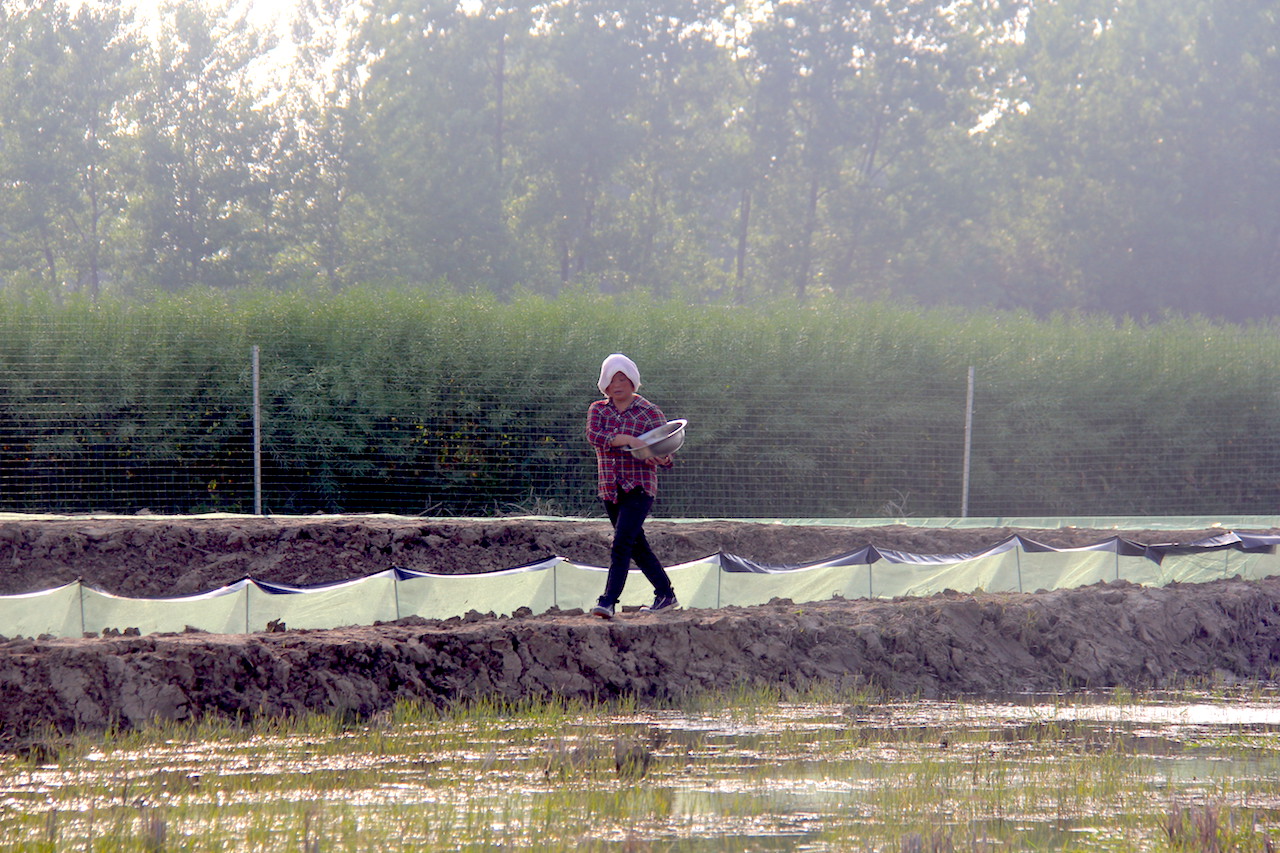 小龙虾养殖投喂要注意什么,小龙虾投喂是满塘还是环沟