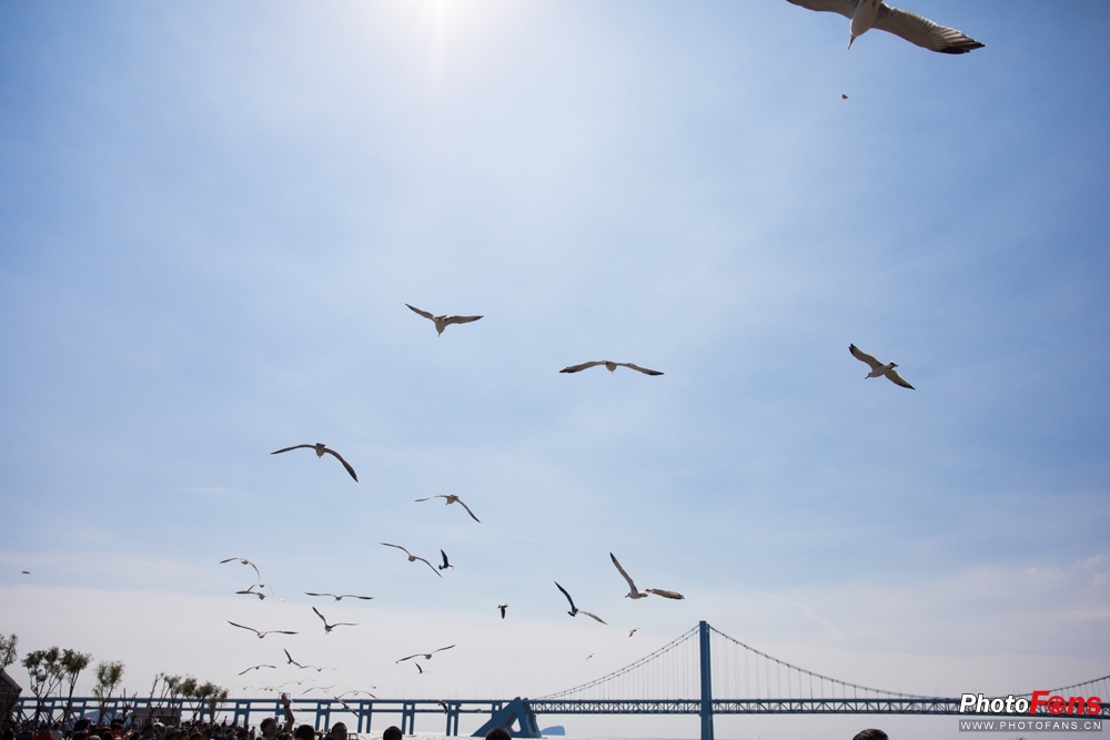 带上马儿去旅游,带着马去旅游的车