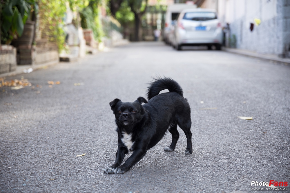 带上马儿去旅游,带着马去旅游的车
