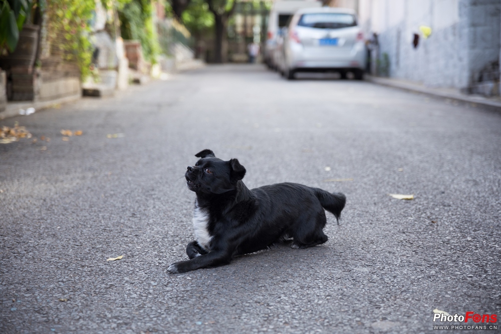 带上马儿去旅游,带着马去旅游的车