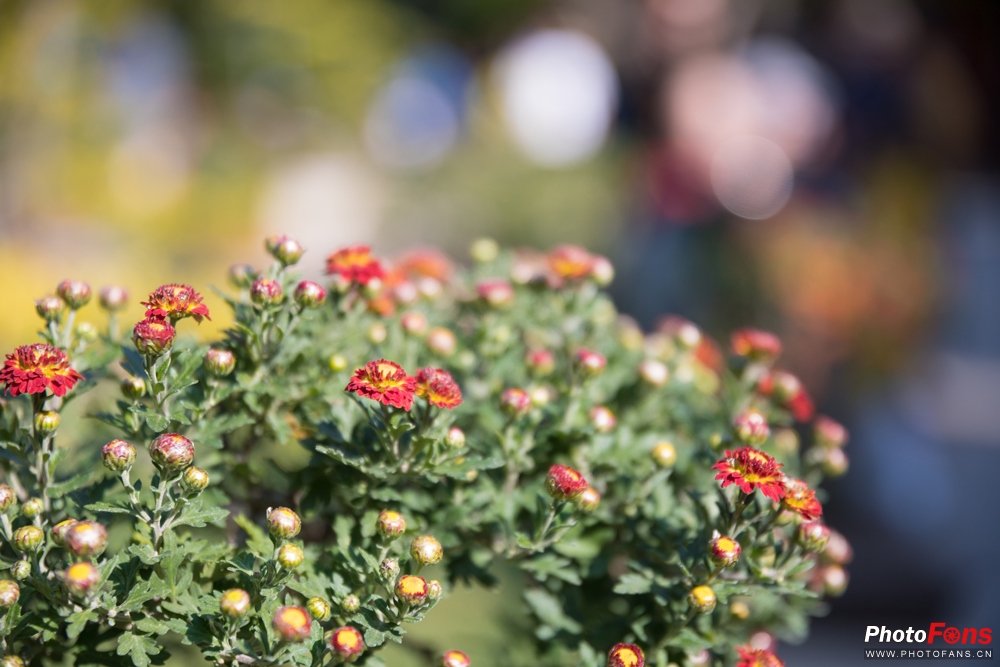 带上马儿去旅游,带着马去旅游的车