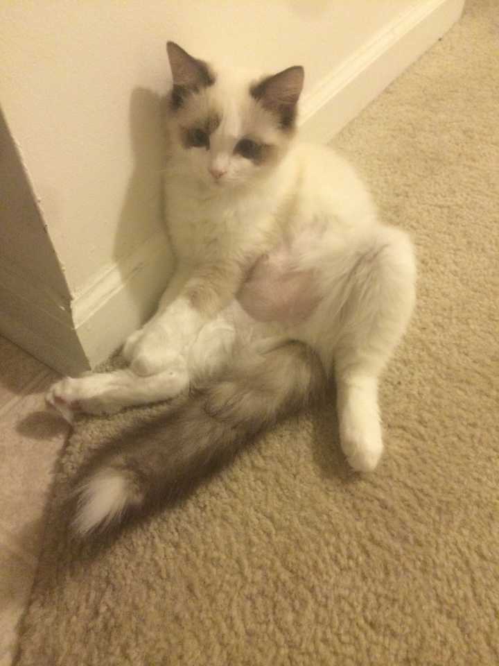 布偶猫网上购买去哪里买靠谱,布偶猫从哪里买更便宜还靠谱