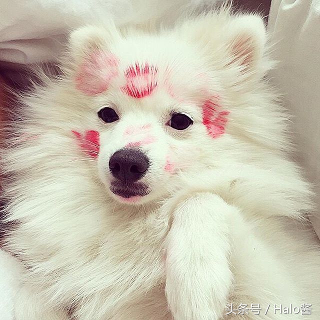 欧美流行在狗狗脸上吻满唇印，兽医：小心唇膏含有害金属！