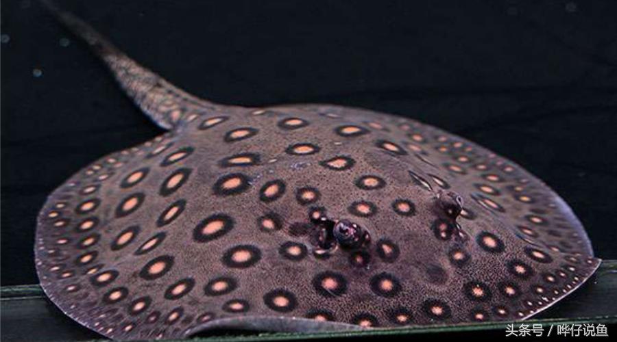 有多少人被宠物鱼送进过医院？魟鱼很好看，触摸需谨慎