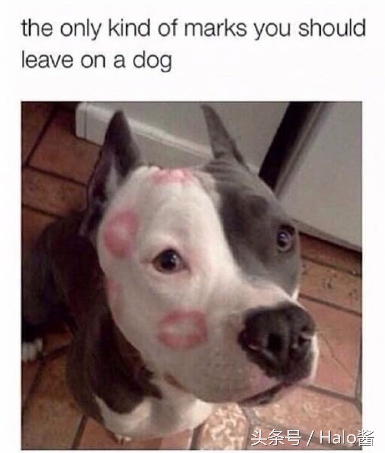 欧美流行在狗狗脸上吻满唇印，兽医：小心唇膏含有害金属！