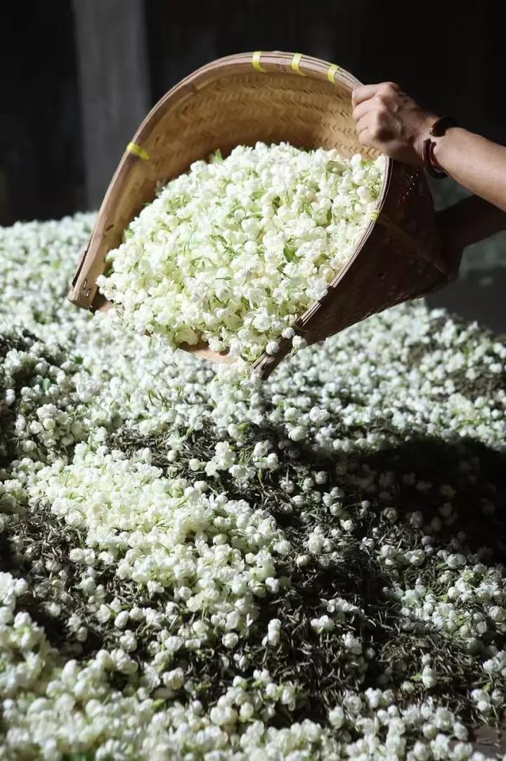花茶的特点和代表品种,花茶的独特之处