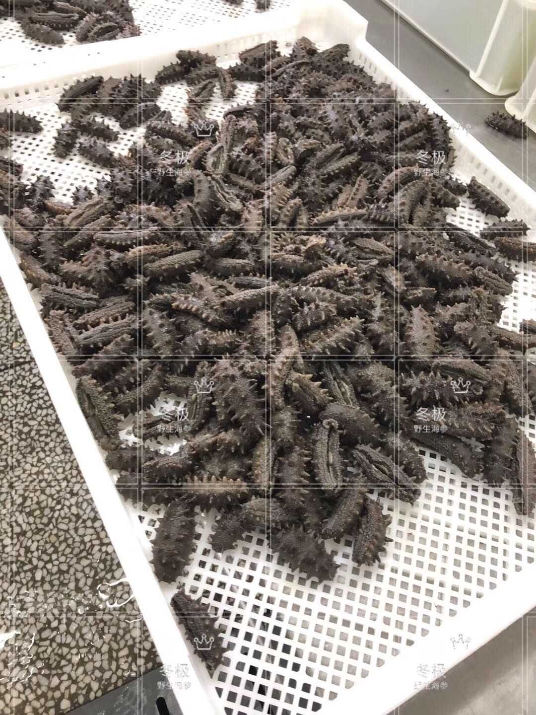 吃海参的好处和功效文案,吃海参的好处的文案