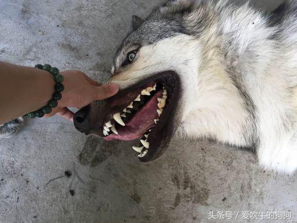 捷克狼犬有伤人记录吗,不训练的捷克狼犬会随便咬人吗