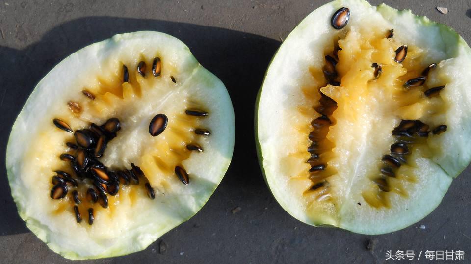 兰州的籽瓜上市了吗,兰州的籽瓜学名叫啥
